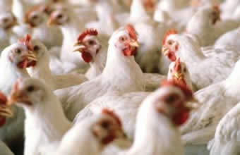 Avícola S.L. Campos - Foto 1