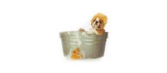 banho-tosa-de-animais-sacoma-1434722942
