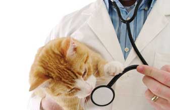 Clínica Veterinária Cidade dos Bichos - Foto 1