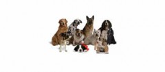 criadores-animais-sacoma-1434723475