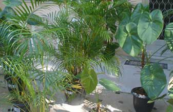 Garden Jc Plantas - Foto 1