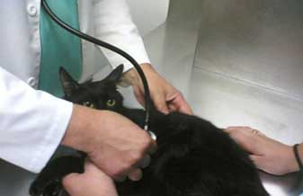 Veterinário Moinho Velho - Foto 1