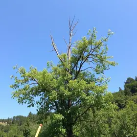 troca de árvore na região do Sacomã